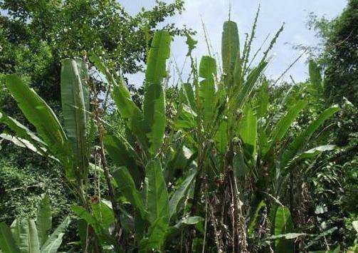 Musa balbisiana Gigantea | Bhimkol Wild | King Kong | 10 Seeds