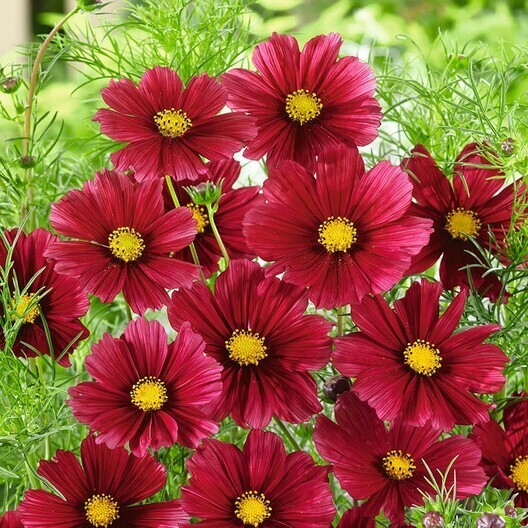 50+Seeds| Rubenza’ Cosmos Seeds Seeds #L010