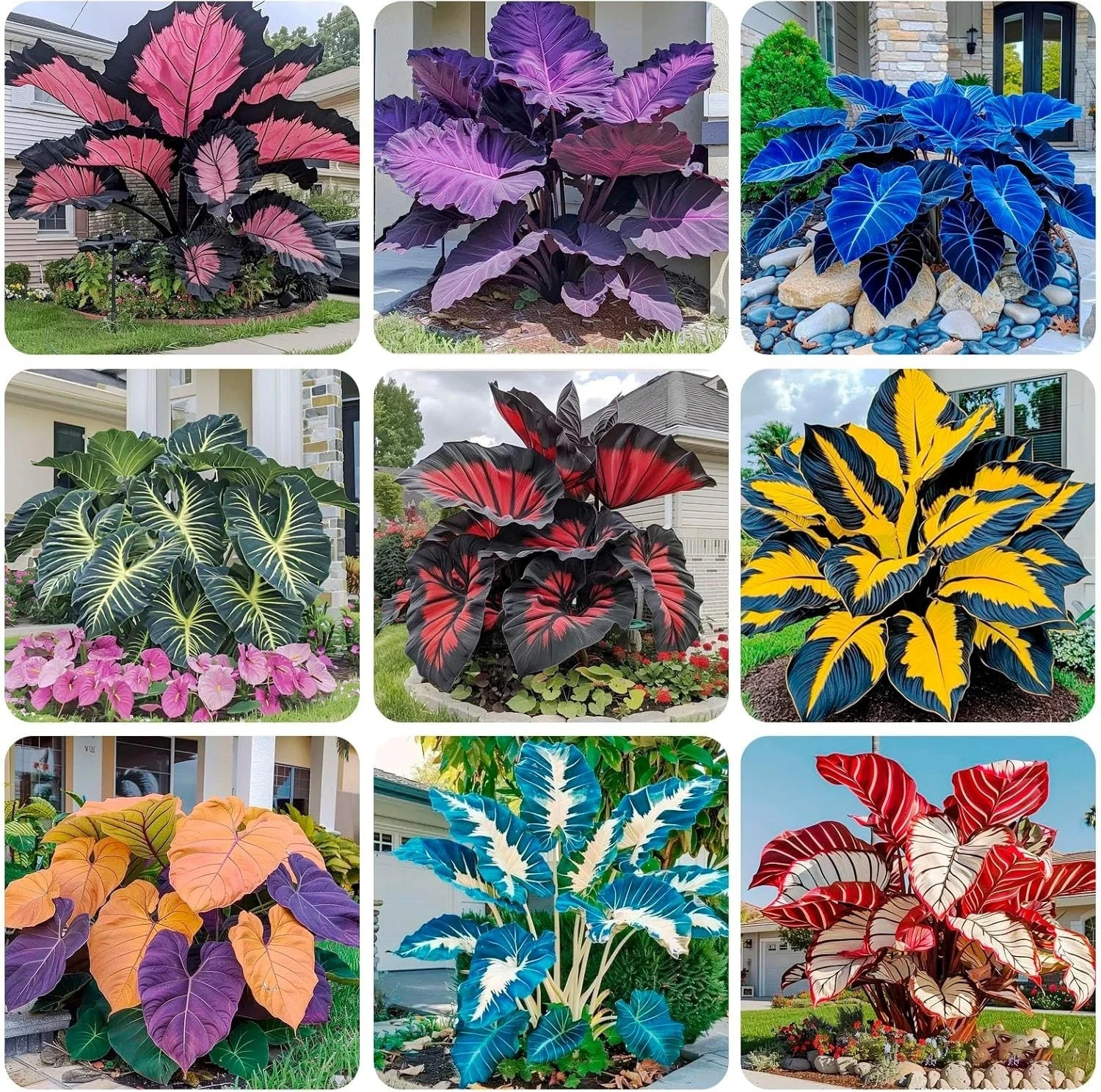🌿 160+ HOSTA SEEDS FOR PLANTING – PERENNIAL SHADE PLANT • NON-GMO • HARDY • FRE