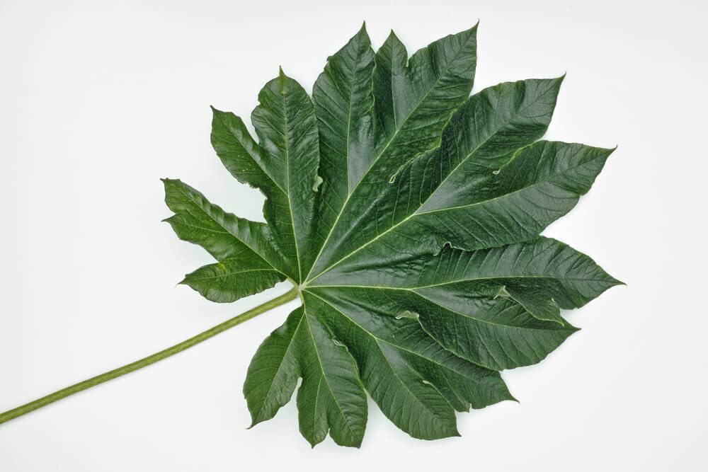 Giant Rice Paper Plant Seeds for Growing – 5 Seeds – Tetrapanax papyrifer