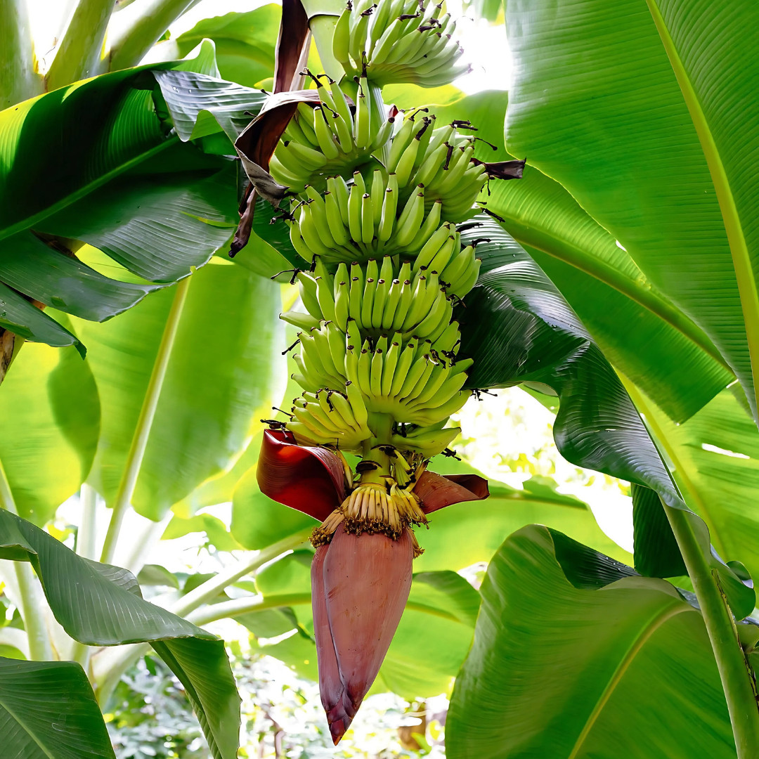 Fresh Sweet Golden Banana Seeds | 10 Seeds | Heirloom Non-GMO | Fruit Seeds
