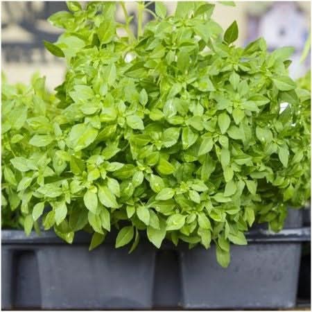 Spicy Globe Basil Seeds For Planting (Ocimum basilicum)