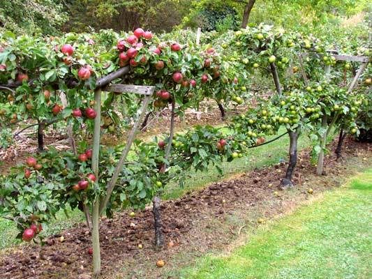 European Crab Apple, (French Crabapple), Malus sylvestris, Tree Seeds