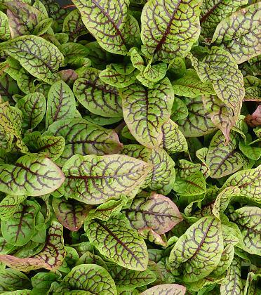 Rumex Raspberry Dressing 500 seeds