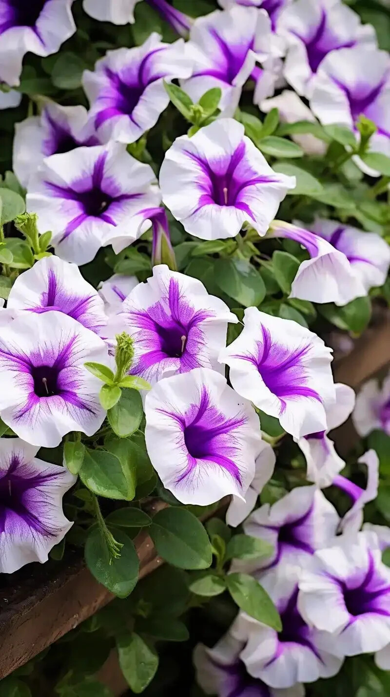 Morning Glory-20 Seeds-Ipomoea nil-Mix color Flower