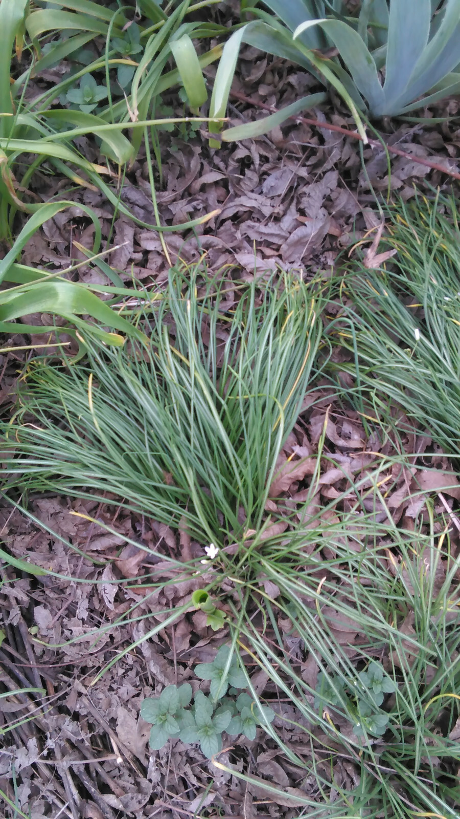 20 Star of Bethlehem (Ornithogalium umbellatum) Bulbs- Fresh & Ready To Plant