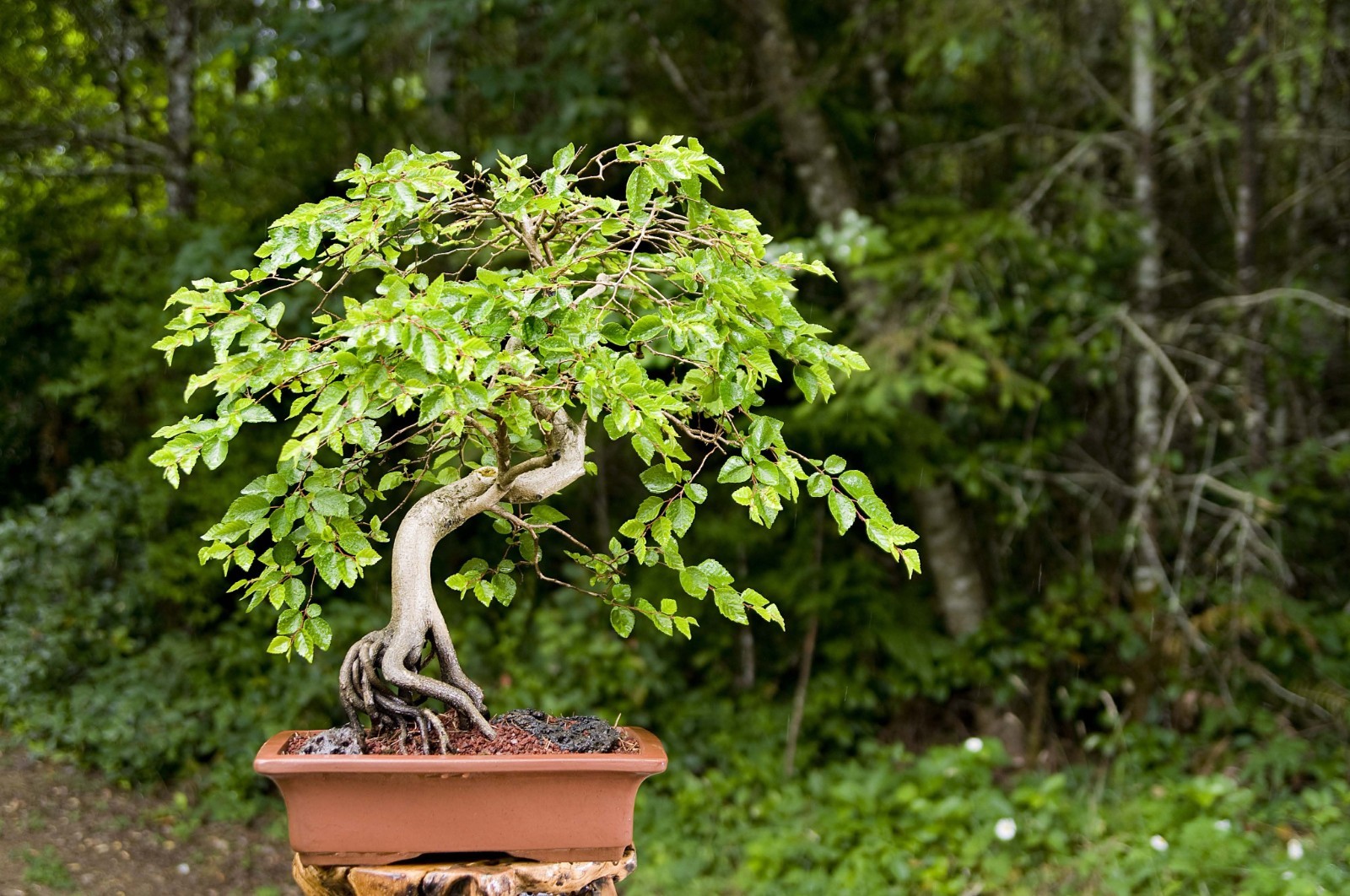 10 Korean Hornbeam Tree Seeds
