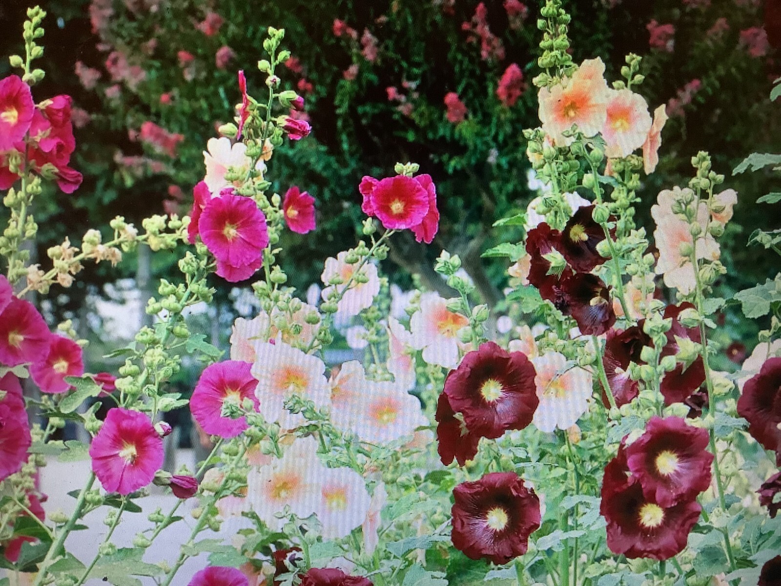 FRESH Hollyhock Mix Seeds 50+ ct seeds all colors in assortment
