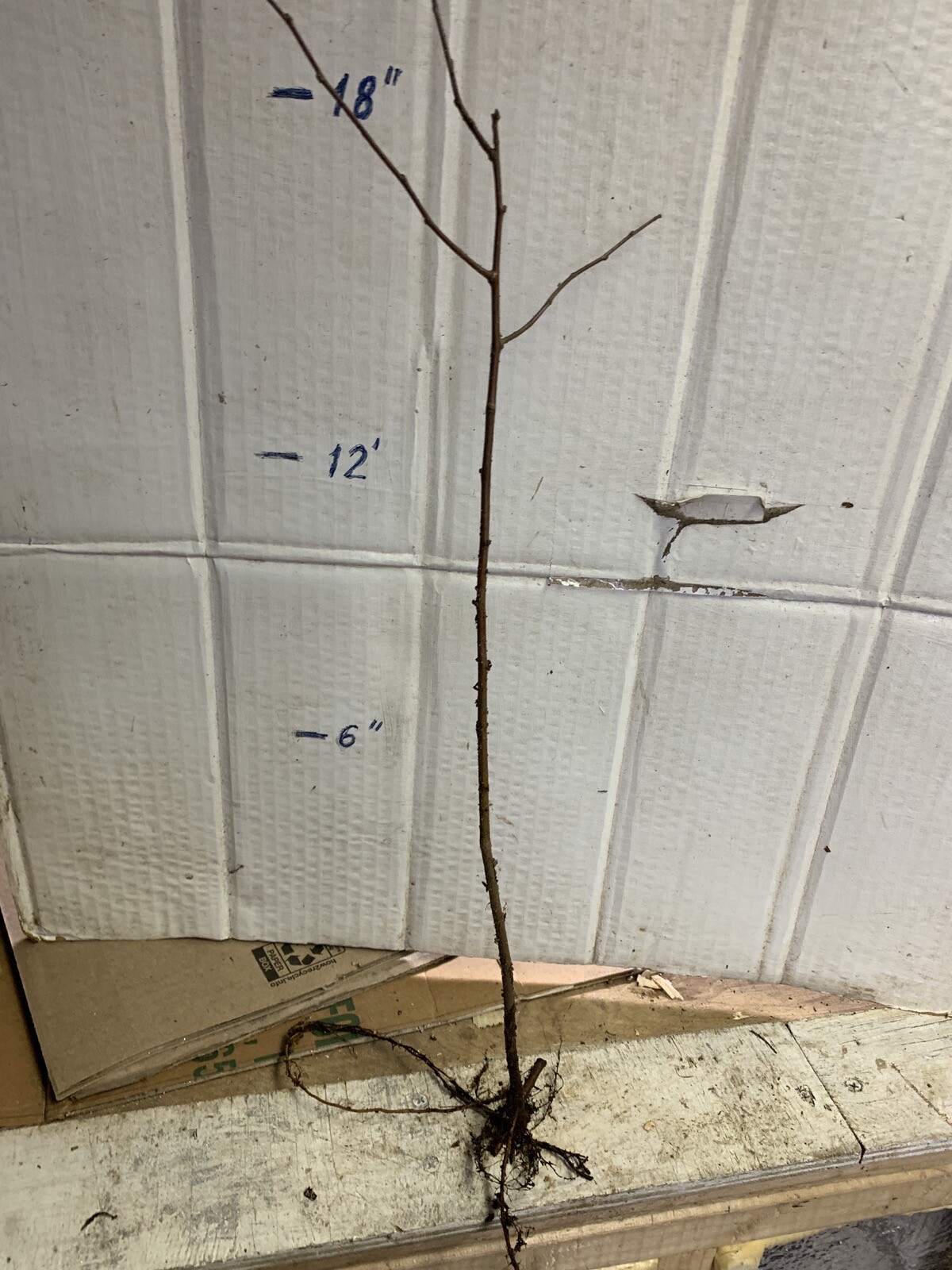 Crabapple Roseglow Sargent (Malus sargentii) 1-2 year old Bare Root
