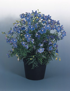 Delphinium grandiflorum Summer Blues (Sky Blue) 250 seeds