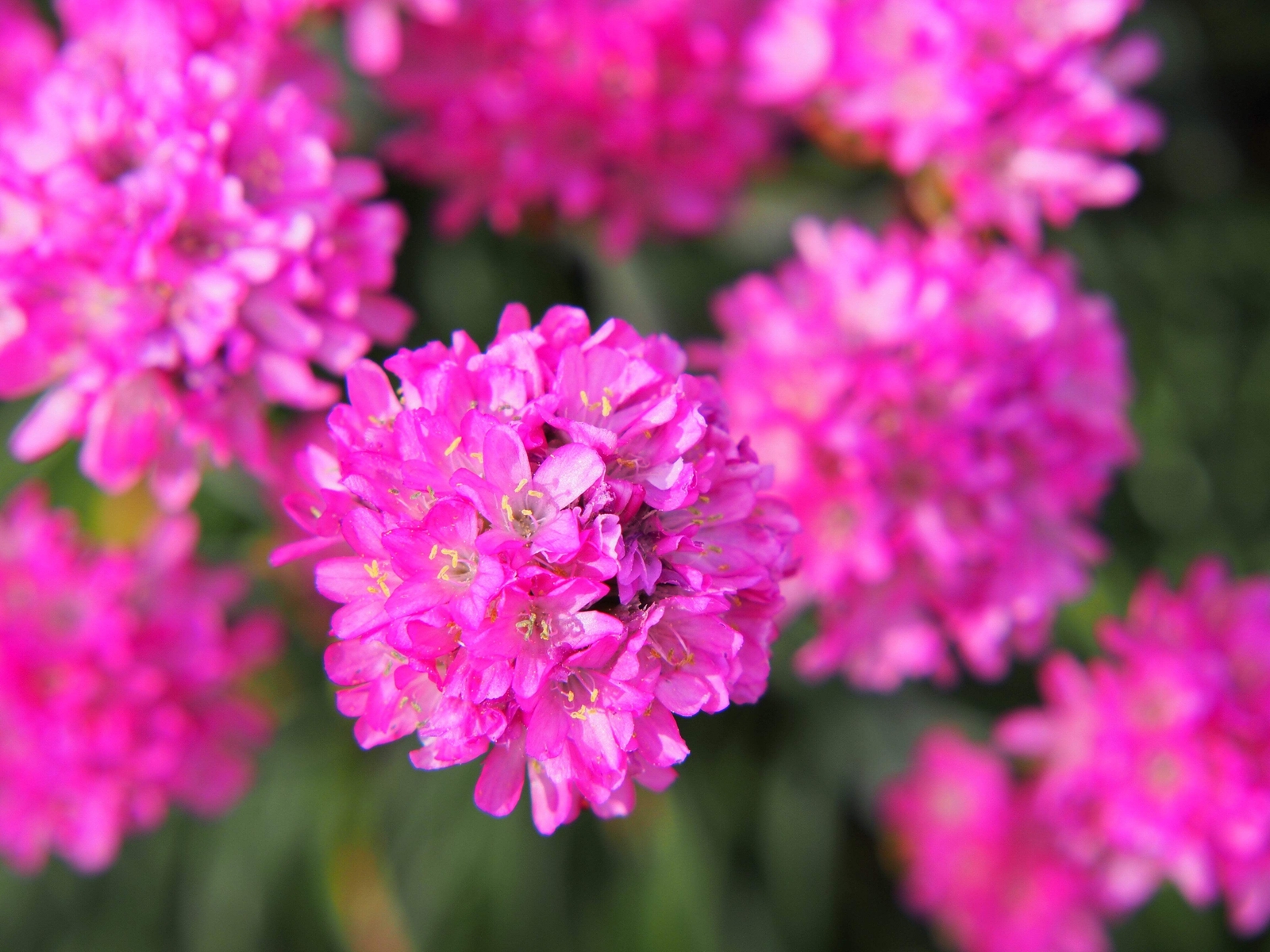 50 SEA THRIFT Armeria Maritima California Sea Pink Cliff Rose Flower Seeds