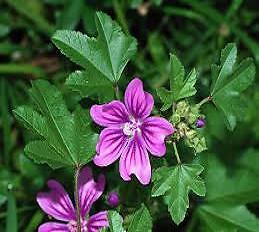 Mallow Malva sylvestris 500 seeds