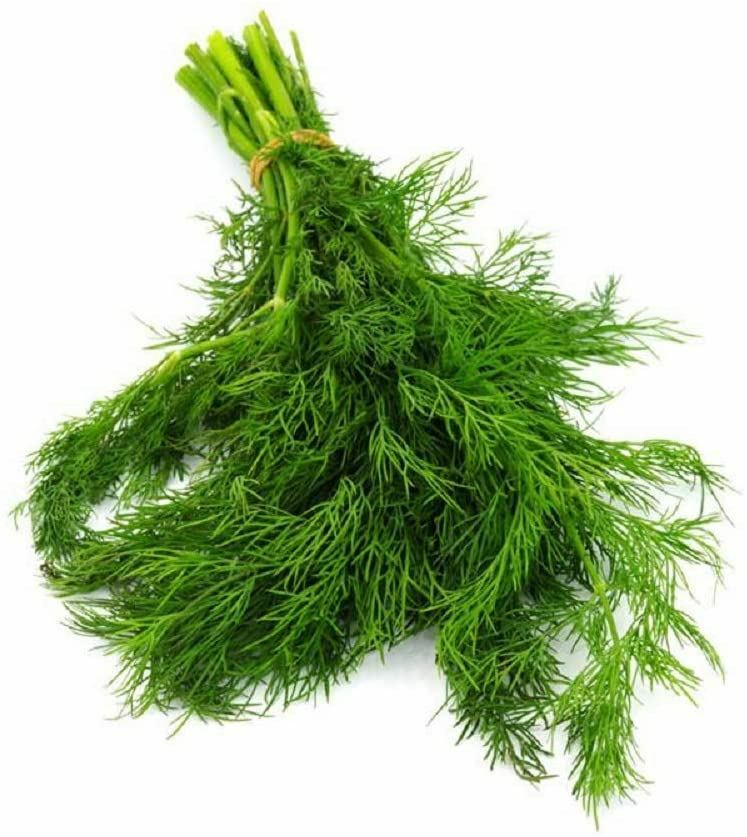 Dill Herb Seeds , Bouquet Dill Seeds, “COOL BEANS N SPROUTS” Brand. Home Gardeni