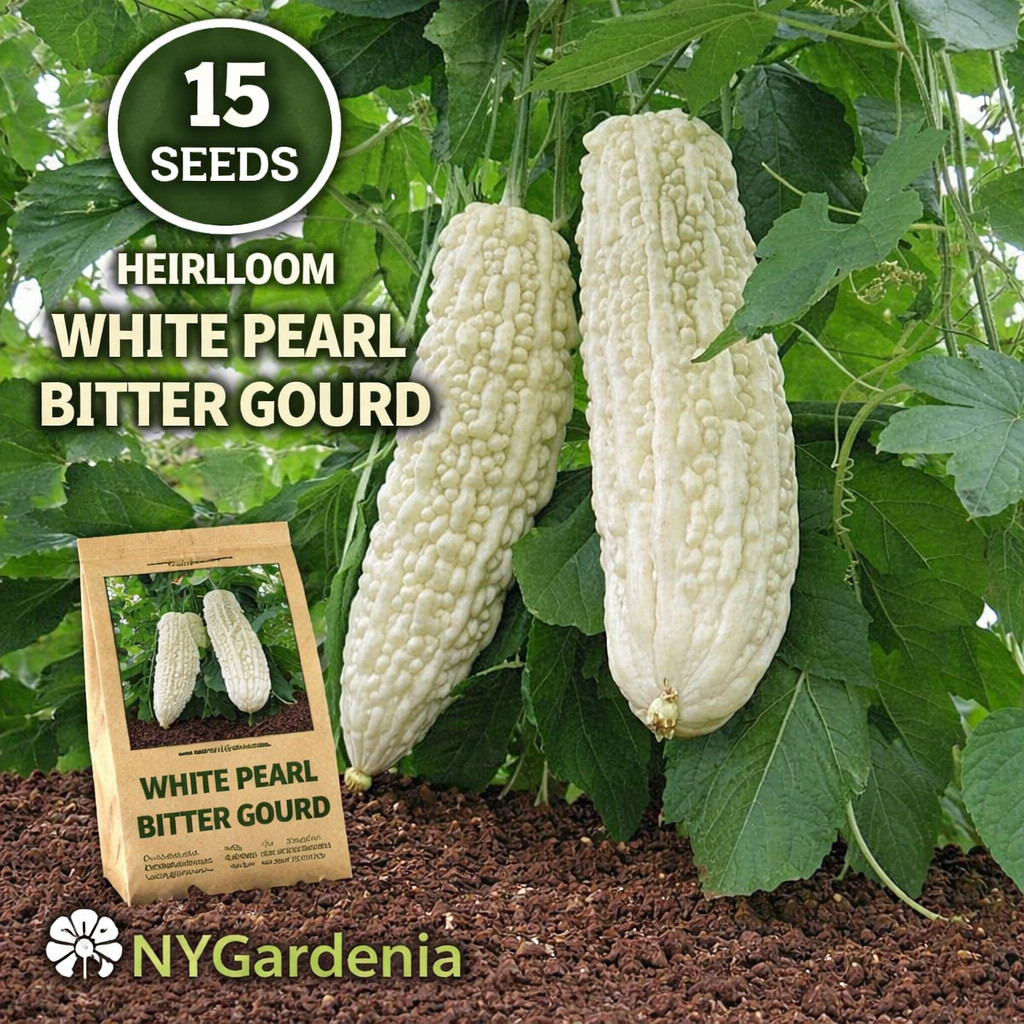 15 White Pearl Bitter Gourd Seeds Heirloom Bitter Melon Vegetable Vine
