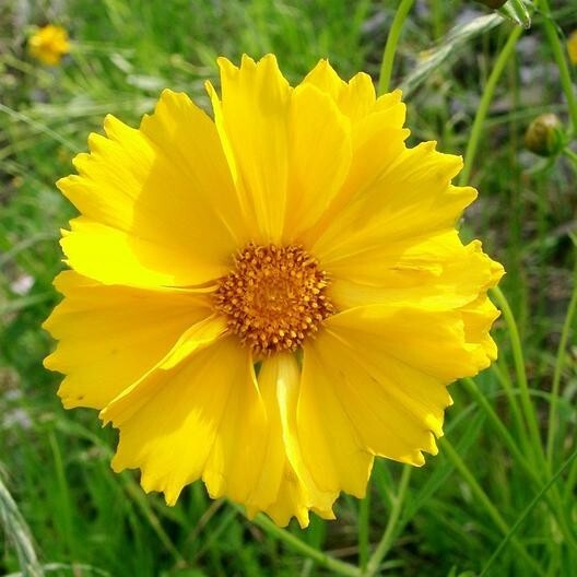 Coreopsis DWARF LANCE-LEAVED Tickseed Perennial Butterflies Non-GMO 200 Seeds!