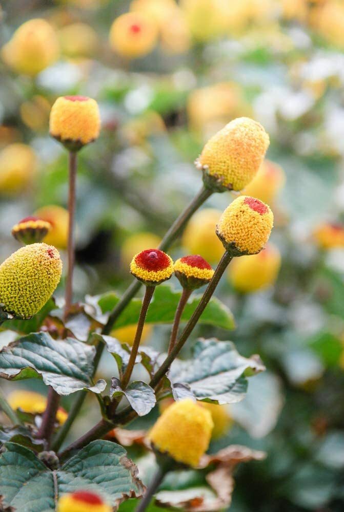 300 Toothache Plant Seeds to Grow This Exotic Wonder