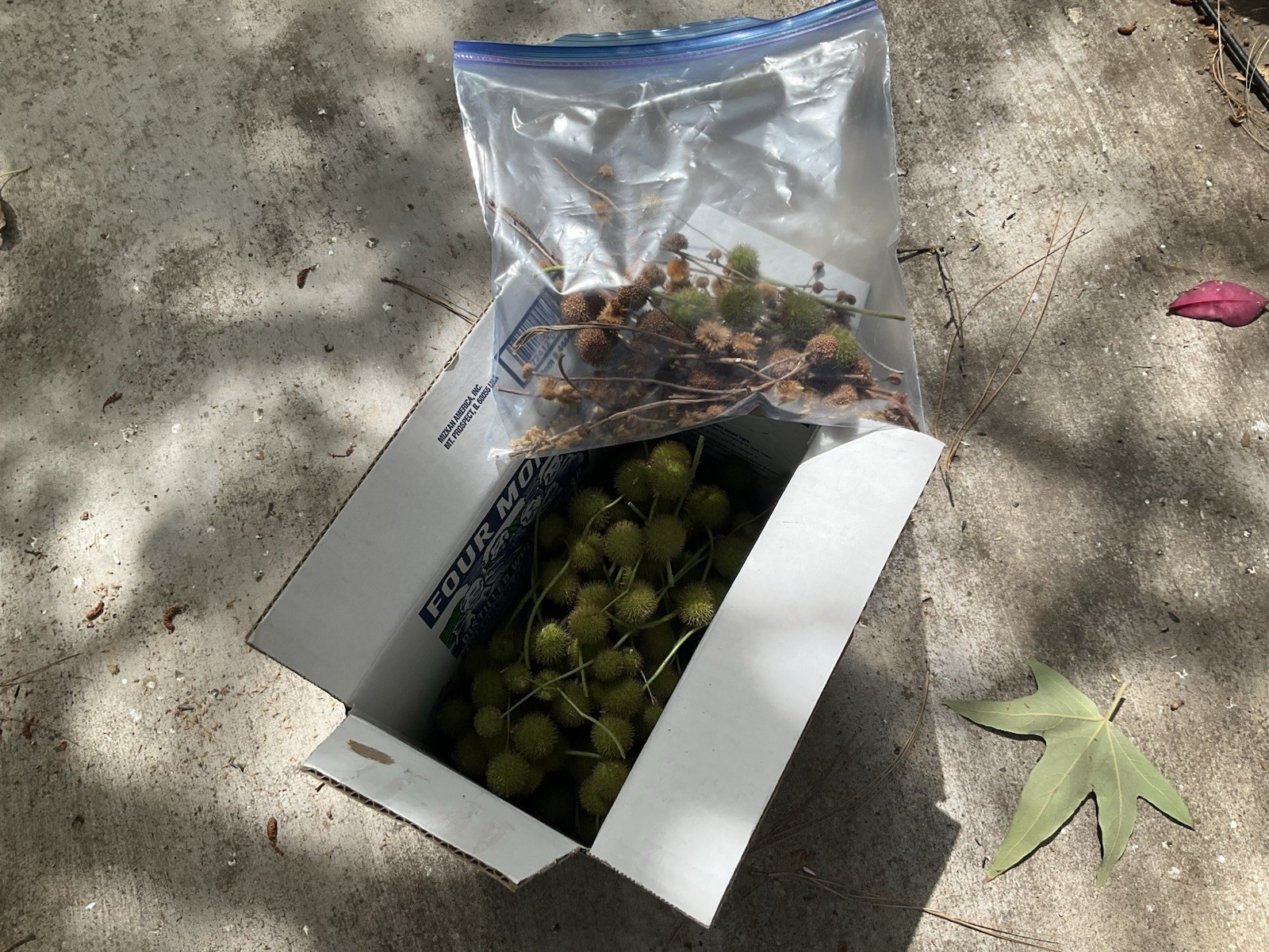 American sycamore seeds pods