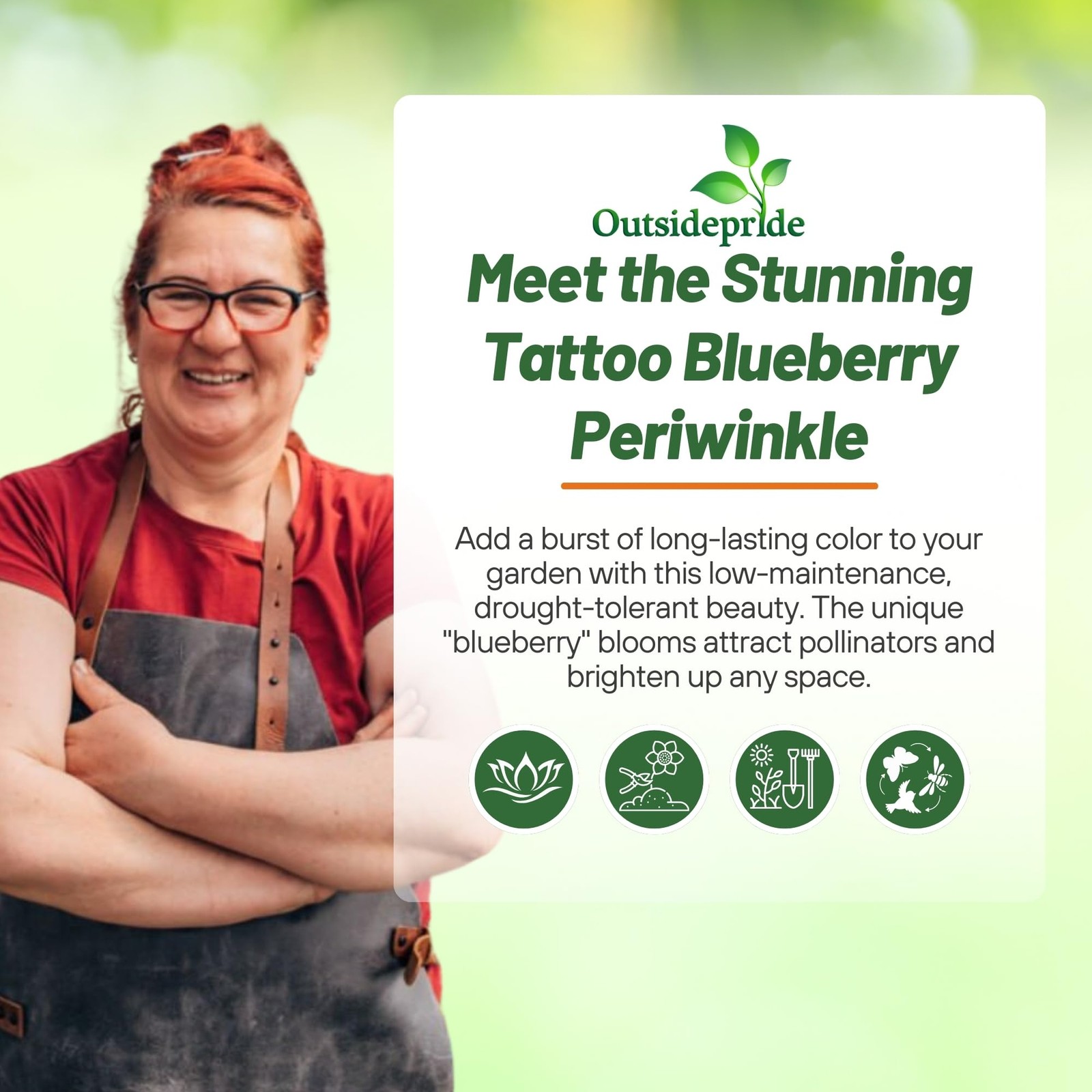 Blueberry Periwinkle Seeds – 50 Fast-Blooming, Drought-Tolerant Vinca Flowers