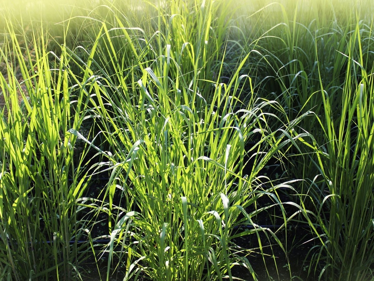 Panicum dichotomiflorum | Fall Panicgrass | Autumn Millet | 100_Seeds