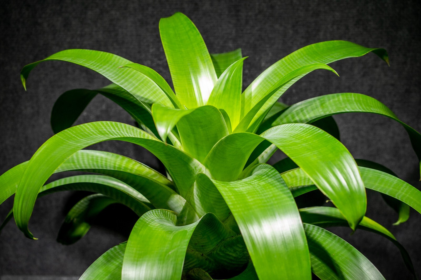 Alcantarea Glauziouana 9″ pot