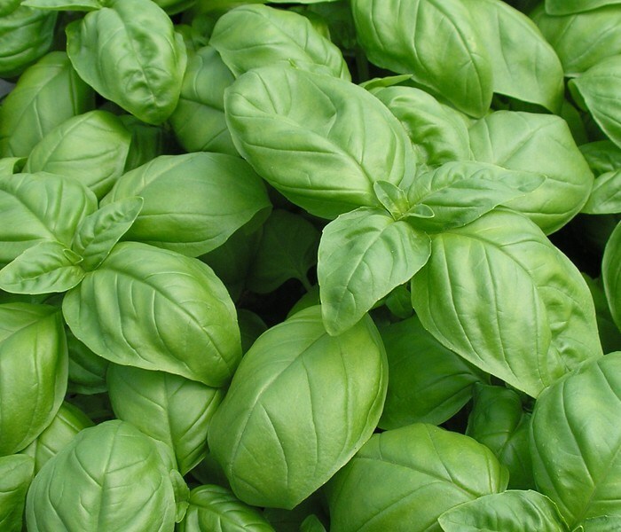 Tomato Herb Seeds 10 Packs Non GMO Heirloom Green Zebra Yellow Pear Cherry Basil