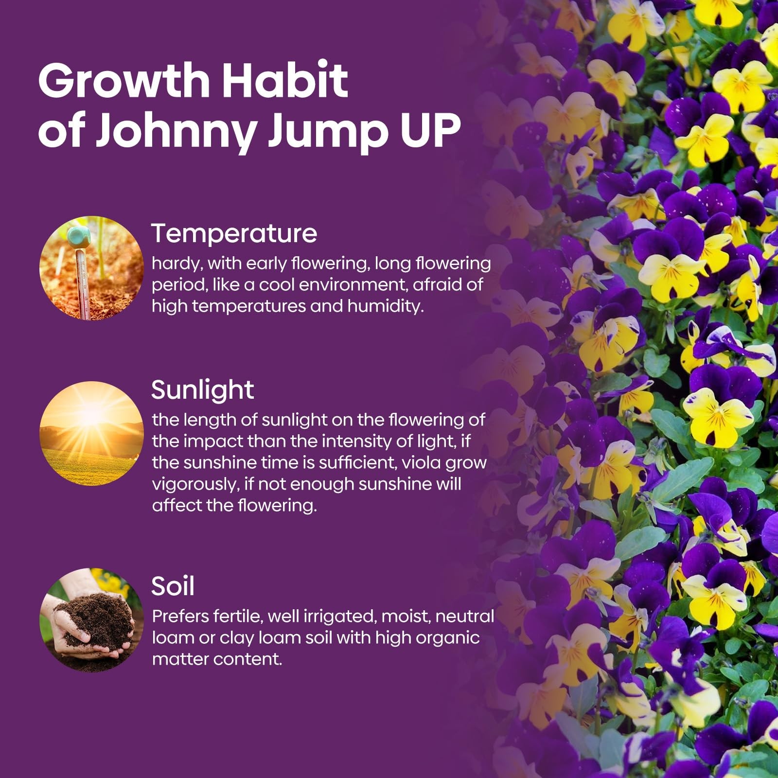 Johnny Jump Up Seeds, 10000+ Perennial Wild Violet Seeds for Planting, Edible…