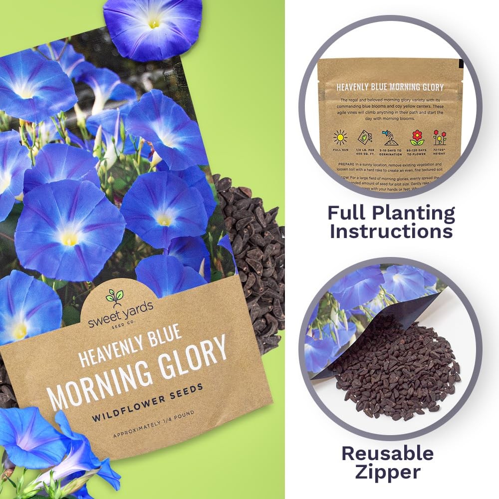Morning Glory Seeds Heavenly Blue – Bulk 1/4 Pound Bag – Over 4,000 Fresh Flo…