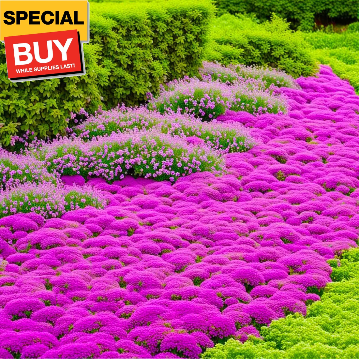 15000+ Creeping Thyme Ground Cover Seeds for Planting – Magic Perennial Flower L
