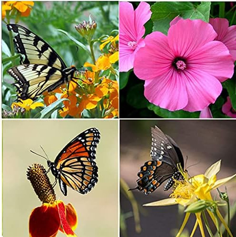 Perennial Wildflower Seeds Package with 25 Different Varieties 100,000 Seeds, Hu