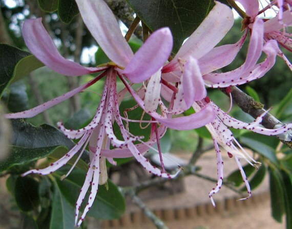 Calodendrum Capense 4 Seeds, African Cape Flowering Chestnut Garden Tree