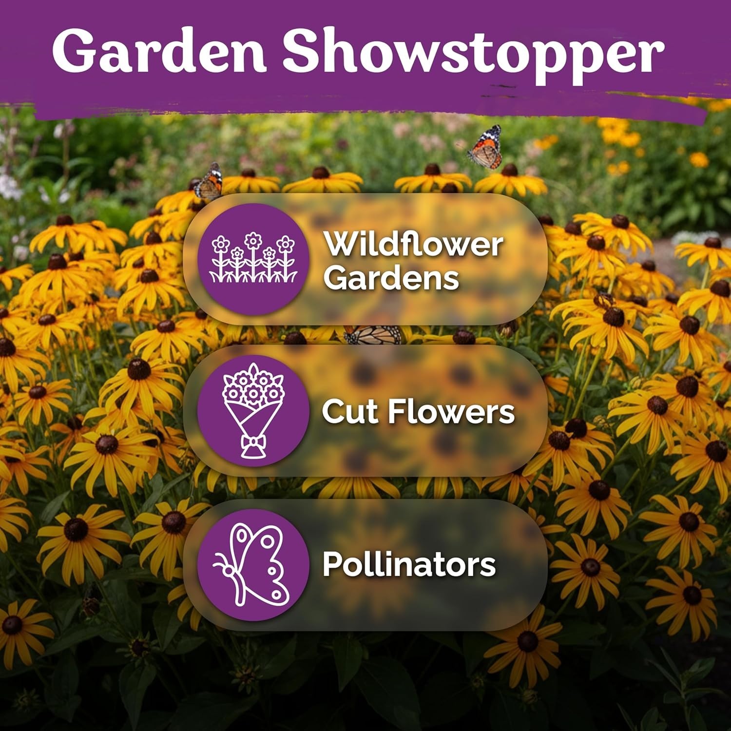 Wildflower Seed Pack Black Eyed Susan for Summer Blooming Gardens