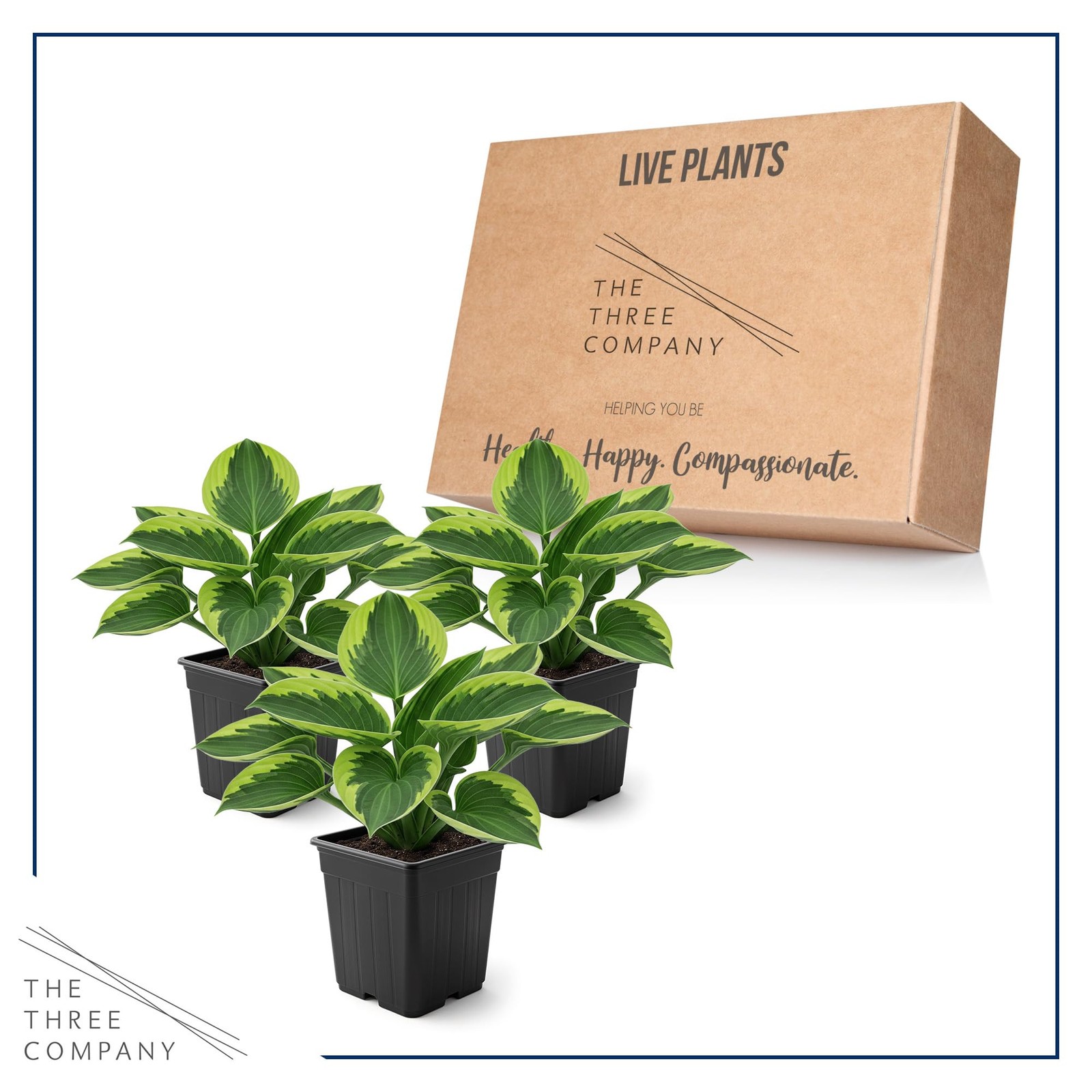 “Golden Tiara Hosta Plants 3 Pack, 10″ Tall, 1 Qt Pots for Garden Accents”