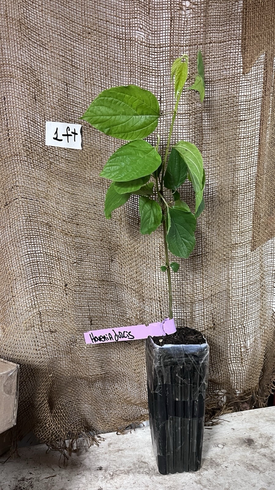 8-12″ tall Japanese Raisin Tree (Hovenia dulcis) plant