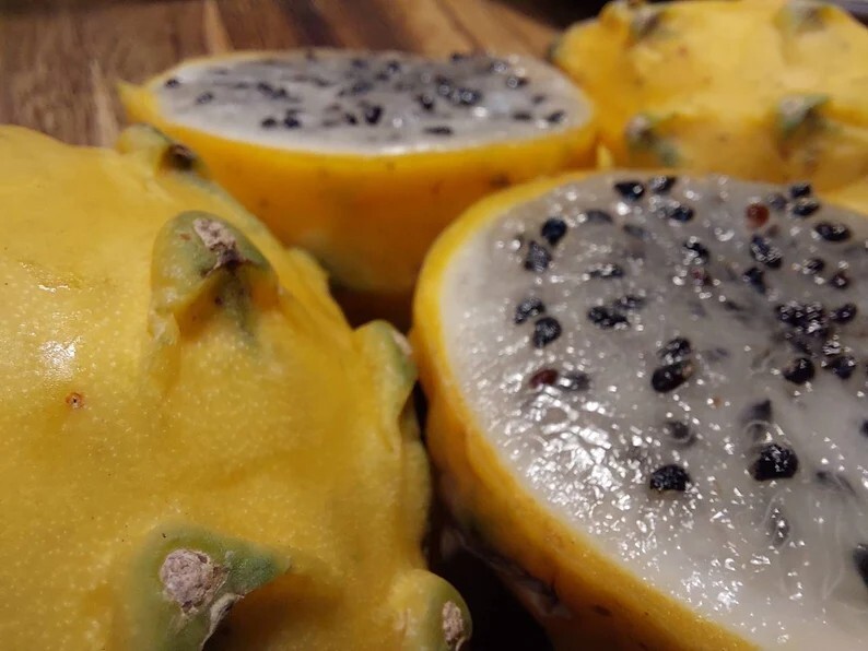 Gold Dragonfruit 20+ Rare Seeds, TASTY Yellow Pitaya (Hylocereus megalanthus)