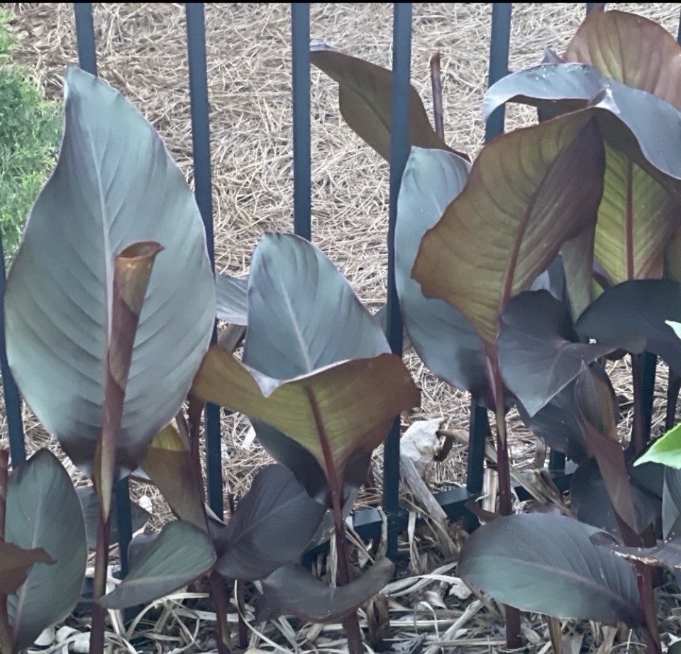 Canna Bulbs Red Flowers Tall ONE Plant Leaf Rhizome