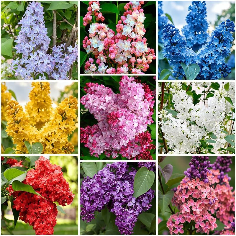 220+ Mix Lilac Flower Seeds for Planting- Fragrant Flowers Flower Perennial Bush