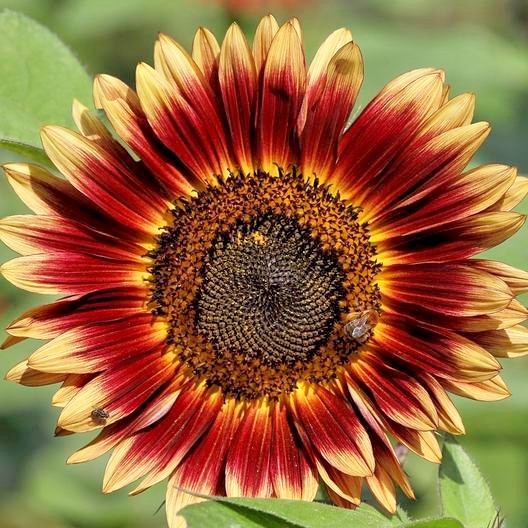 50+INDIAN BLANKET SUNFLOWER Seeds Native Wildflower Pollinators Cut Flowers Easy