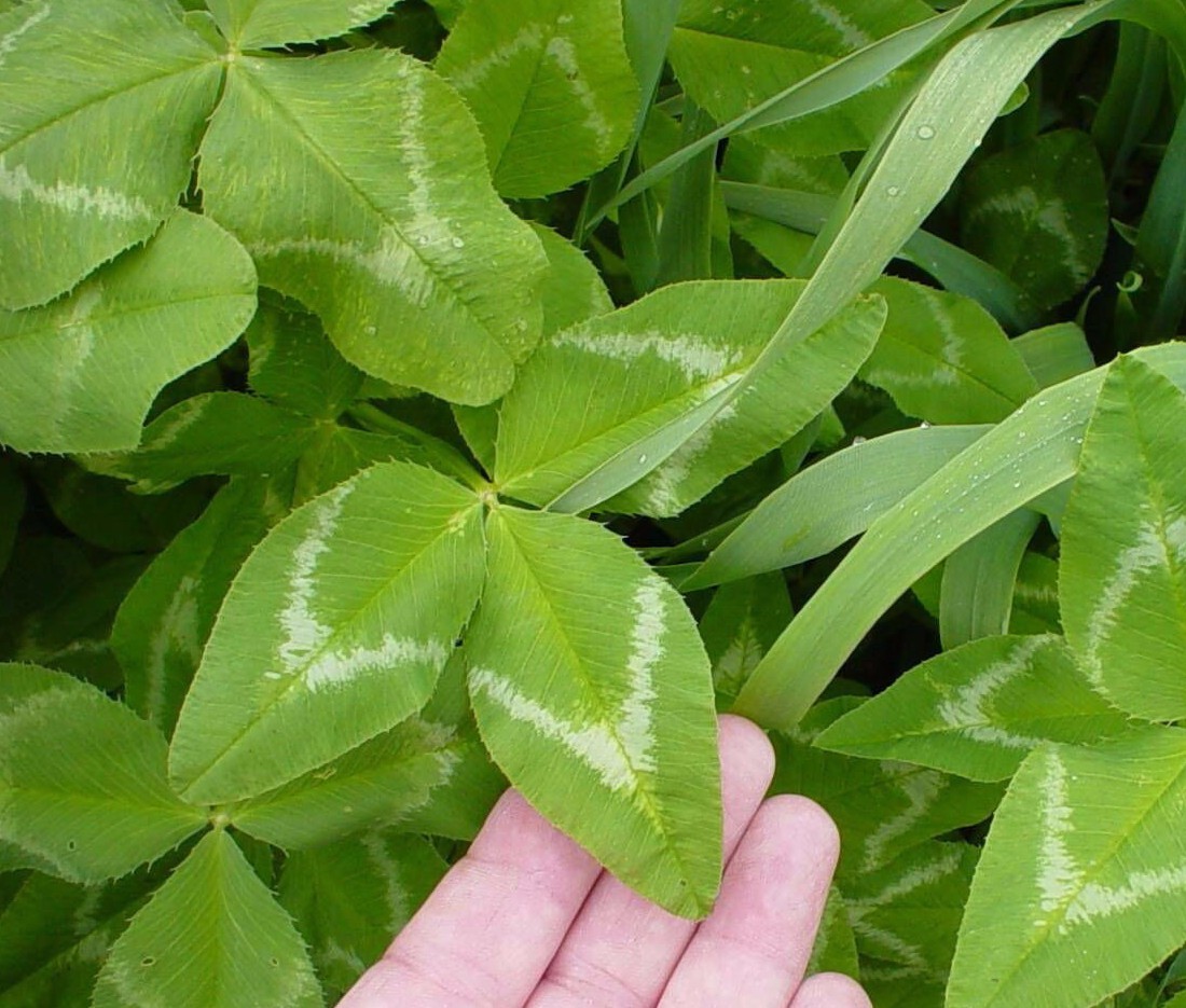 Seed Ranch Arrowleaf Clover 10 Lbs.