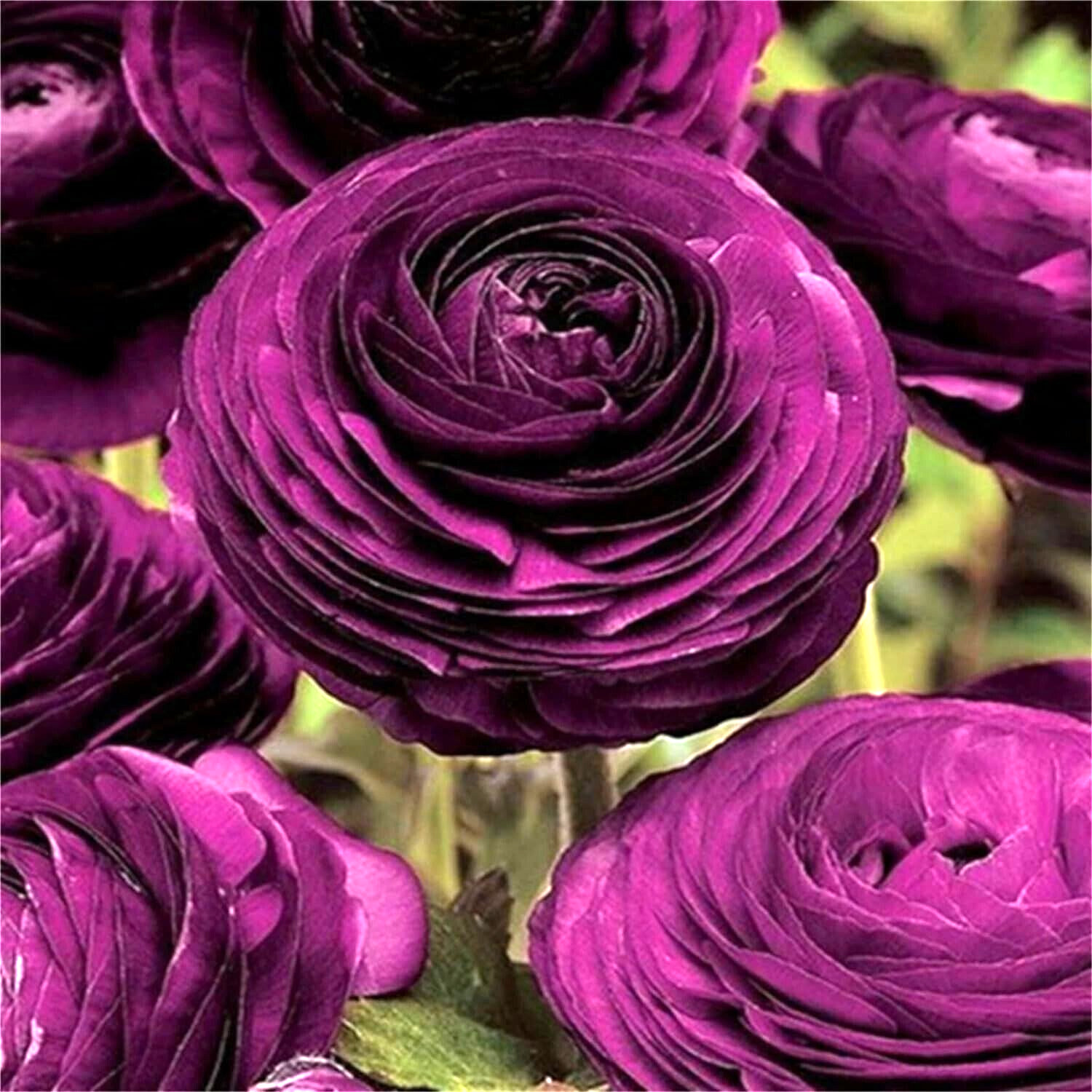 Ranunculus Purple Flower 15 Bulbs Peony Rose Buttercup Wedding Spring Flowers
