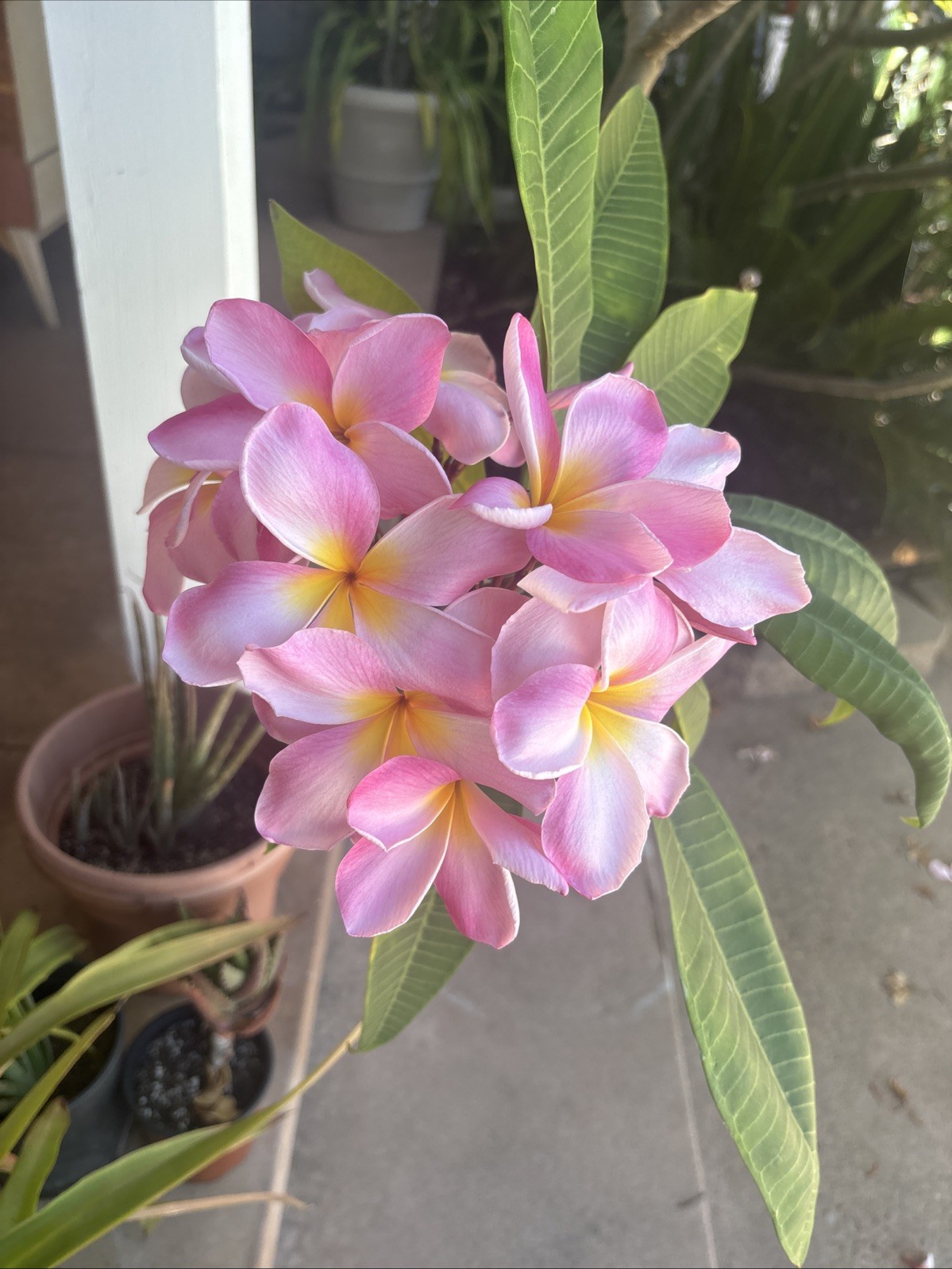 Plumeria Seeds From Variety Of Colors. At Least 20 Viable Fertile Seeds.