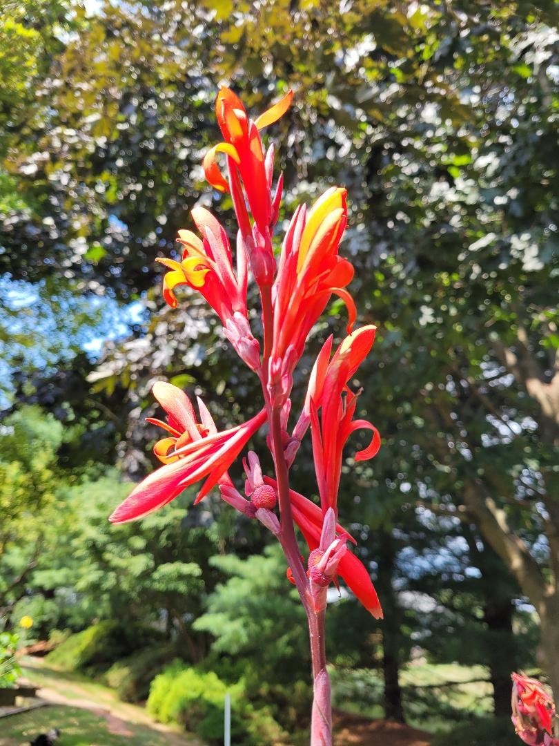 50 Canna Lily Seeds -Musifolio -Red Flwr -Bronze Leaf -6-10 ft tall Free Ship