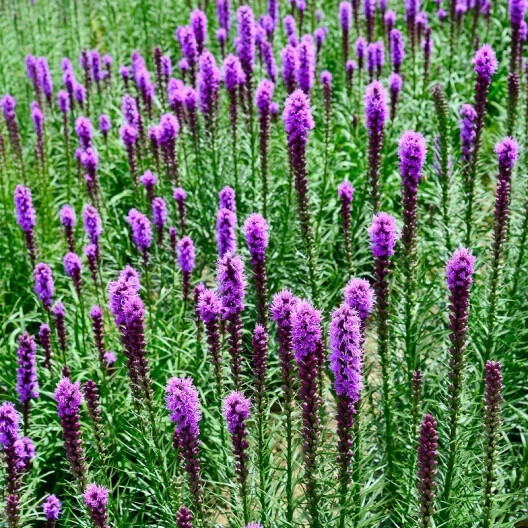 50 PURPLE BLAZING STAR FLOWER SEEDS Liatris spicata Cold Hardy-3 Butterfly Plant