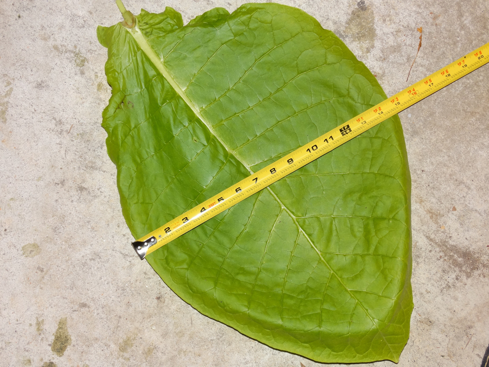 HERZEGOVINA FLOR TOBACCO SEEDS 2000+ STRONG HIGH NICOTINE 2023 HEAVY PRODUCER