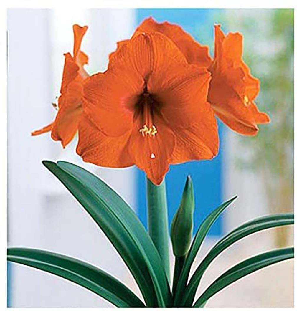 Orange Sovereign Amaryllis Bulb – Large Bulb for Planting, 4-8 Blooms, 16–24″…