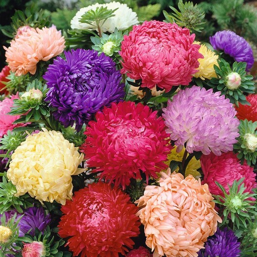 Aster PEONY DUCHESS Mixed Colors Mother Nature’s Seeds USA Non-GMO 200 Seeds