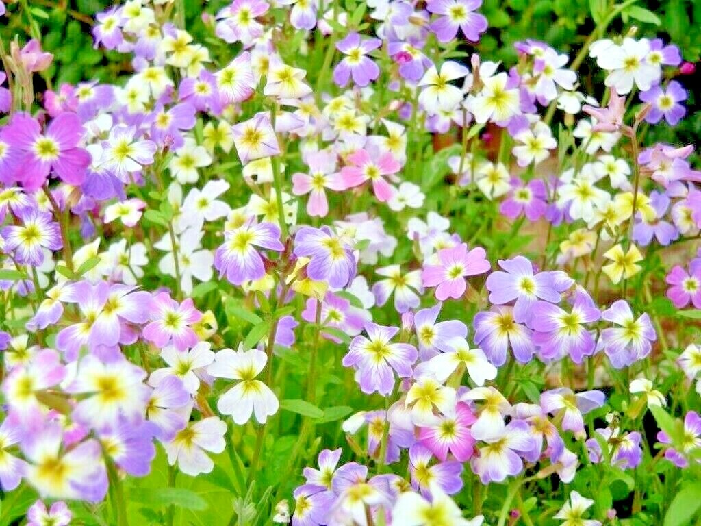 1000+VIRGINIA STOCK Flower Seeds Flowering Groundcover Borders Container Easy