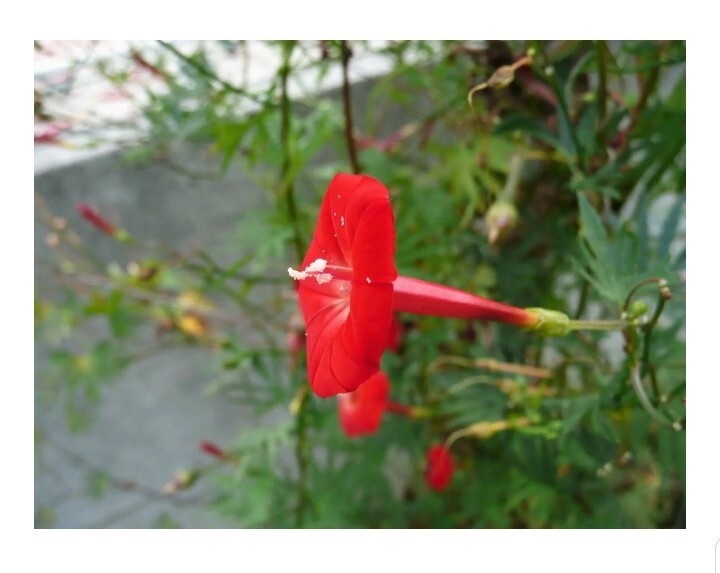 Red Cardinal Vine Seeds 20 Count