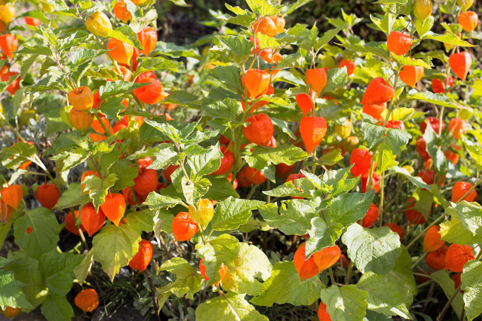 100 CHINESE LANTERN Winter Ground Cherry Japanese Physalis Alkekengi Flower Seed