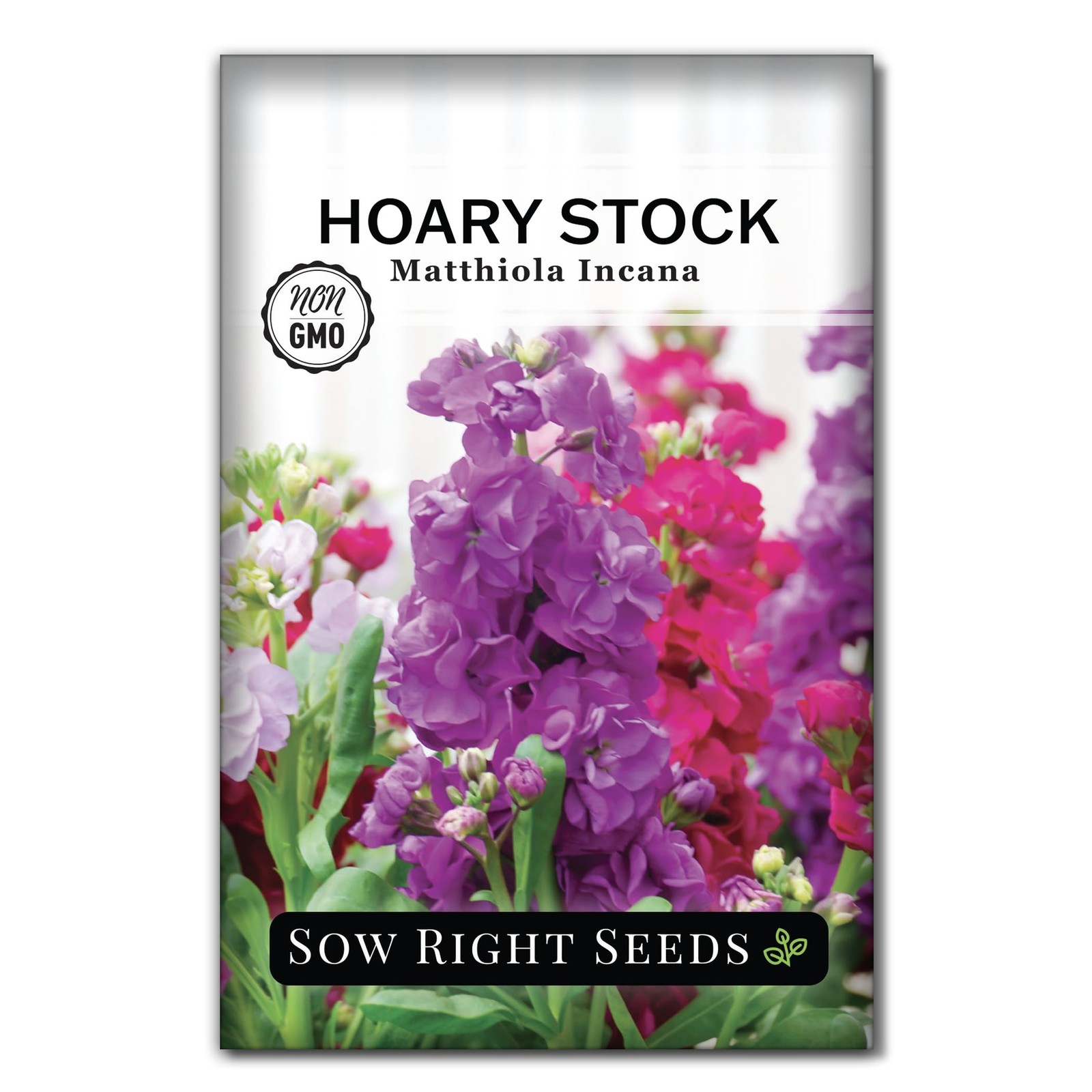 – Hoary Dwarf Mix Stock Seeds for Planting – Non-GMO Heirloom Packet with Ins…