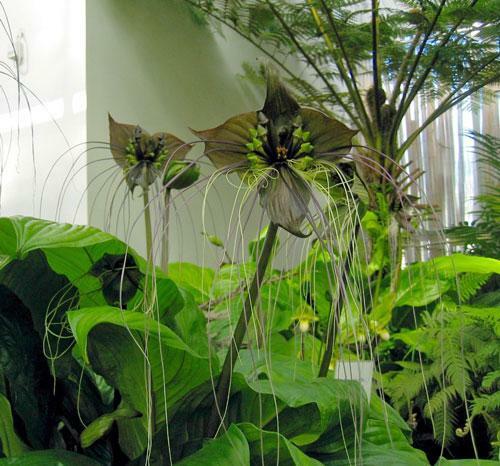 Tacca chantrieri | Black Bat Flower | Cat’s Whiskers | 50 Seeds